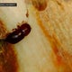 Destructive Redbay ambrosia beetle found for the first time on Long Island 