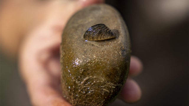mussel2.jpg 