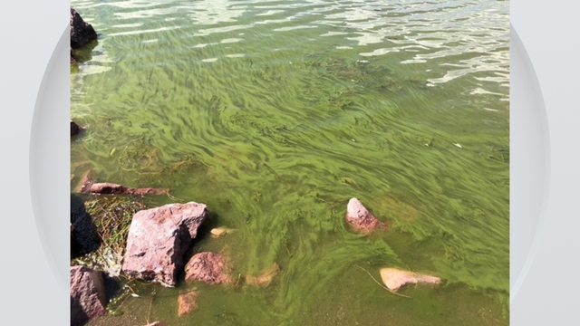 algae-bloom-boulder-reservoir.png 