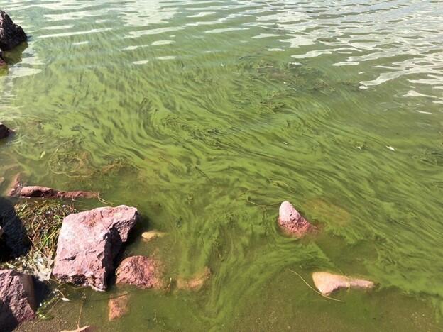 blue-green-algae-boulder.jpg 