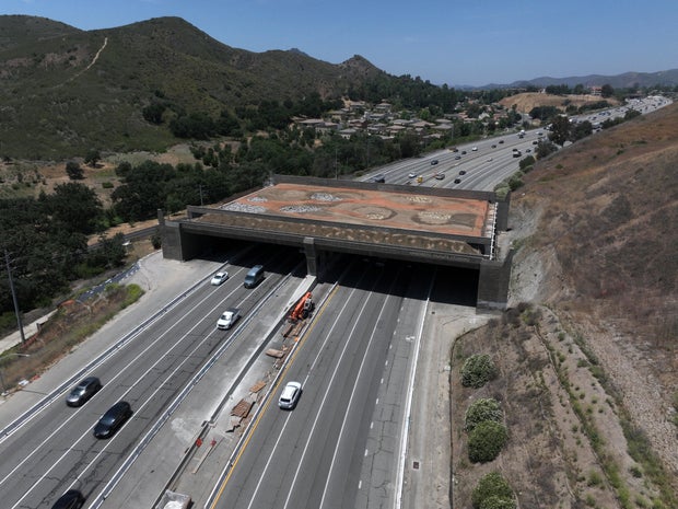 World's largest wildlife crossing bridge over 101 Freeway in Southern California