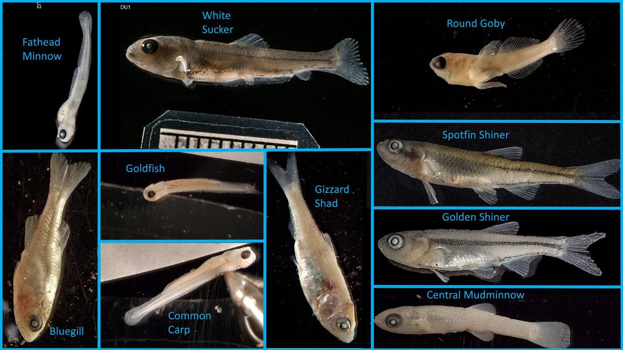 Shedd Aquarium study on fish reproduction in Chicago River indicates ...