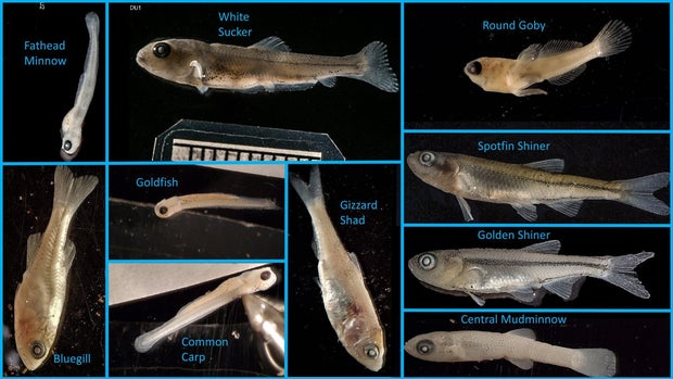 10-fish-species-1.jpg