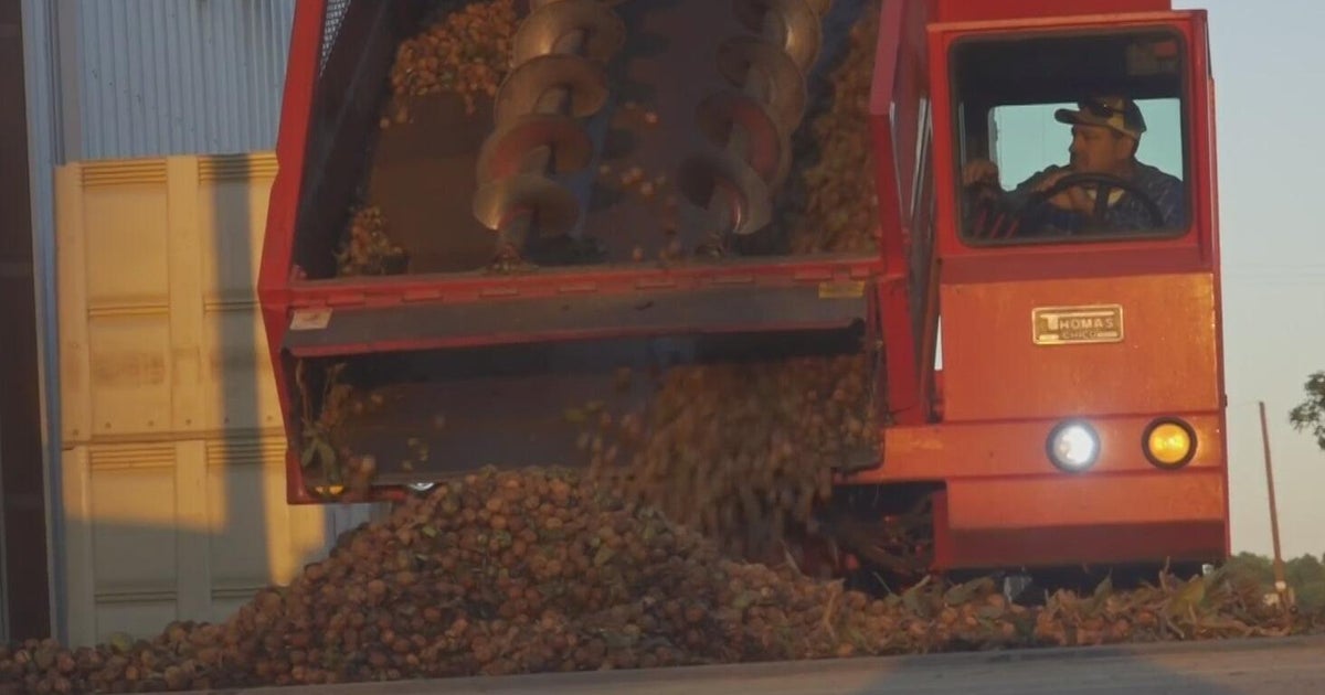 Walnut harvest begins in Sutter County after mild summer boosts quality
