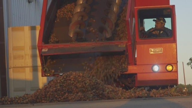 sutter-county-walnuts.jpg 