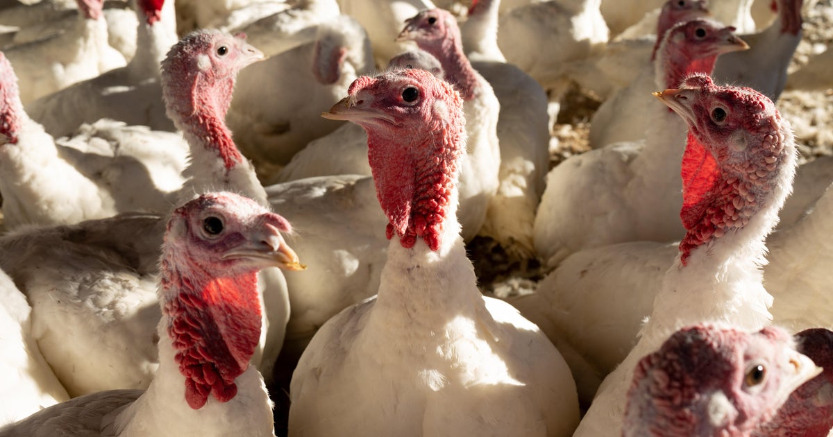 "Turkey day" is all year round for Minnesotans who farm the bird