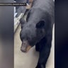 Video shows black bear roaming the aisles of New Jersey store 