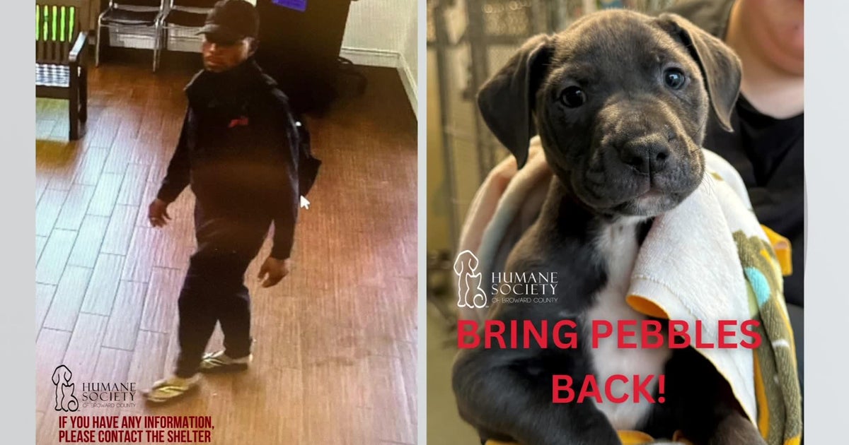 Search on for man caught on video taking puppy from Humane Society of ...
