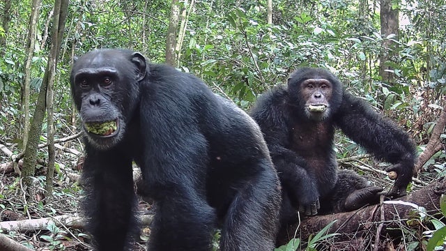                        Wild chimps consume the equivalent of 2 cocktails a day, research finds                   