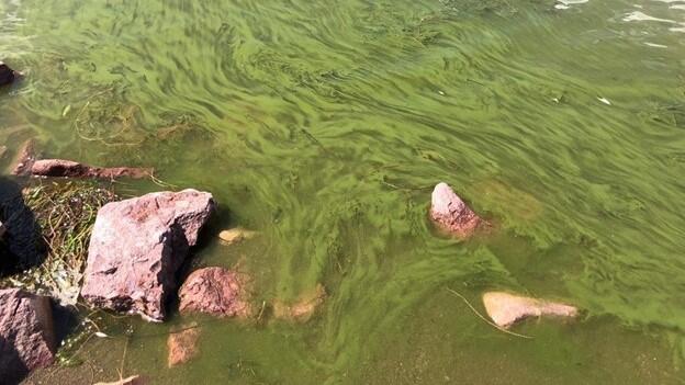 algae-bloom-boulder-reservoir.png 