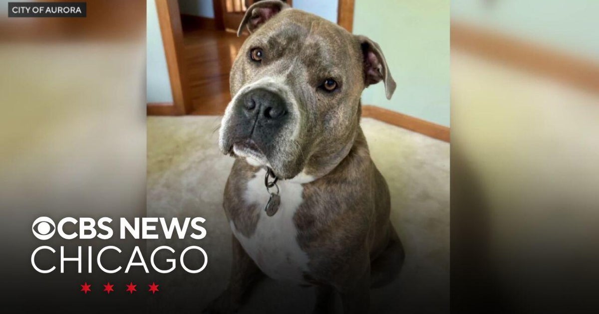 Dog leads police officer to his leash during rescue from house fire ...