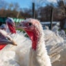 Minnesota turkey farmers advocate for avian influenza vaccine 