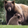Lake Tahoe neighbors protest California plan to euthanize mother bear Hope after home break-ins 
