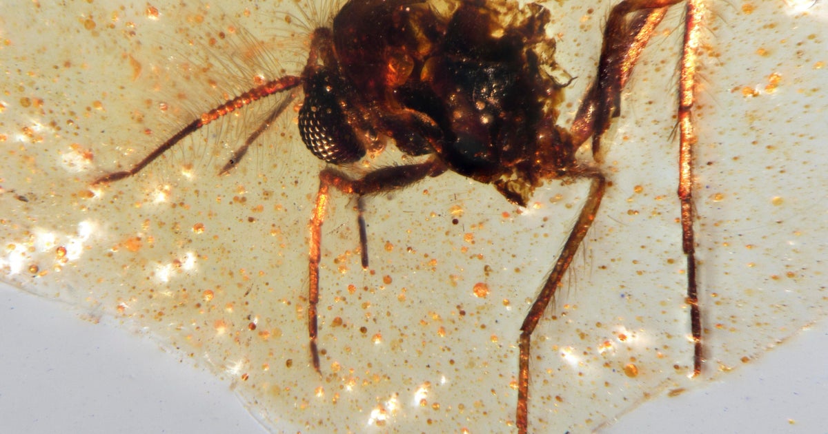 Pre-ordinary insects are arrested in Amber showing ancient life in the world: “Small windows passed on to the past”