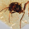 Prehistoric insects trapped in amber give glimpse into ancient life 