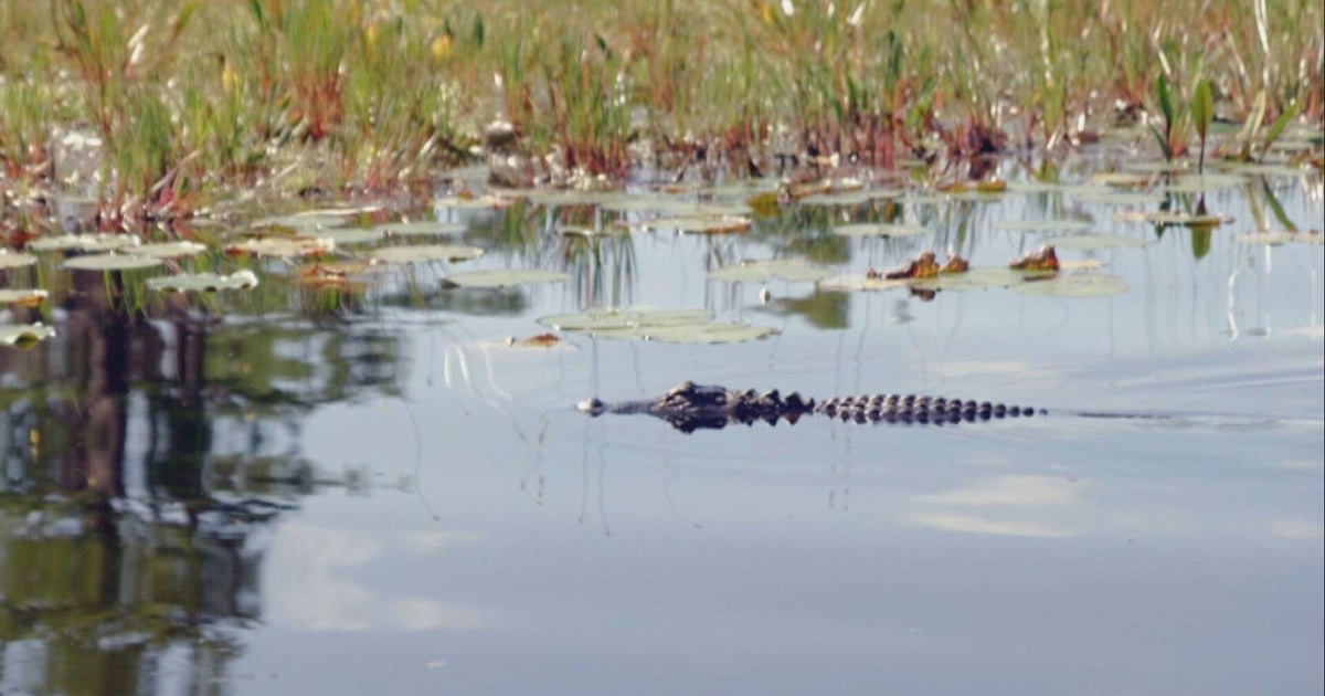 How a $60 million deal saved Georgia's Okefenokee Swamp from mining -- for now