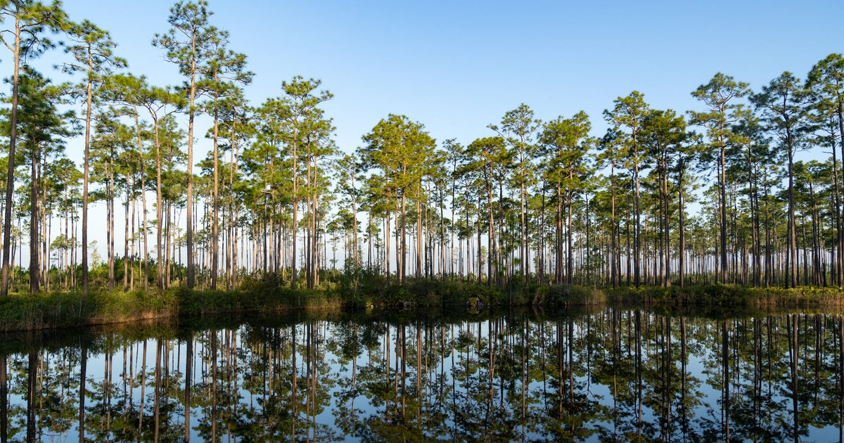 Georgia's Okefenokee Swamp saved from mining through $60 million deal