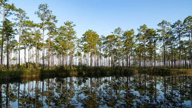                        Georgia's Okefenokee Swamp saved from mining through $60 million deal                   