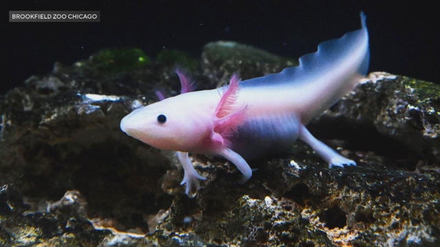 091925-axolotl-clean.jpg 