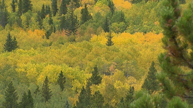 fall-foliage-trip-pkg-transfer-frame-1793.jpg 