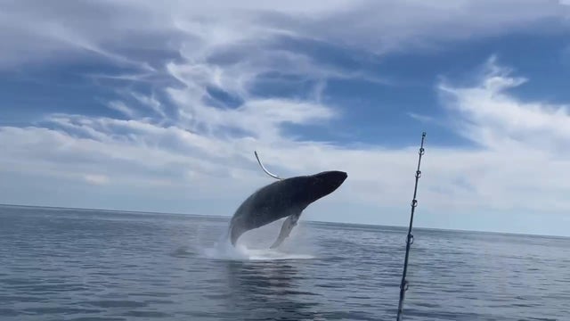 whale-dale-sprague.jpg 