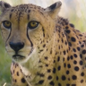 Cherished Dallas Zoo cheetah Winspear, raised with a Labrador, dies after health decline 