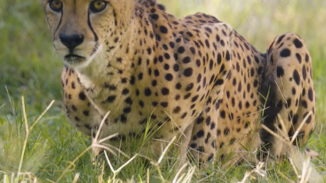 cheetah3.png 