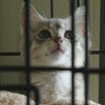 Armstrong County rescue has given second chances to 900 animals 