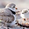 Nature: Piping plovers in Maine