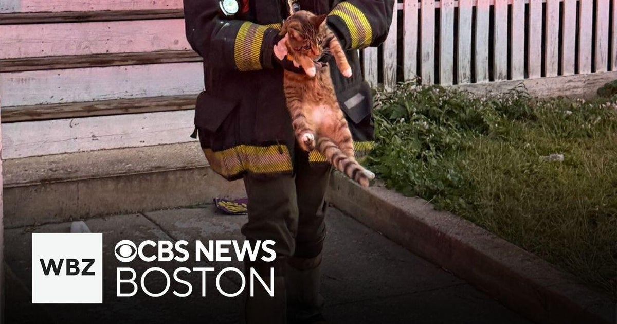 Multiple cats rescued from fire in Boston overnight - CBS Boston