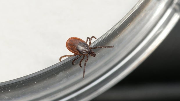 Tick 