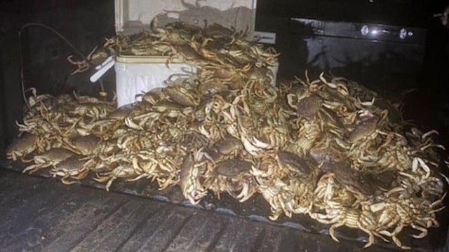 illegal-crabbing-thornton-beach-092225.jpg 