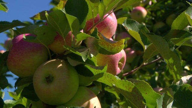 9am-vo-apple-picking-wcco8scr.jpg 