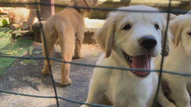 puppies-rescued-sturbridge-11-pkg-frame-741.jpg 