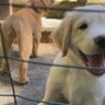Dozens of golden retriever puppies available for adoption at Sturbridge shelter 