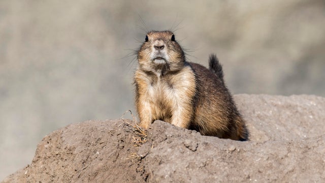 Black-tailed prairie dog 