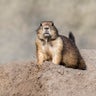 Prairie dog deaths in La Plata County stoke fears of plague 