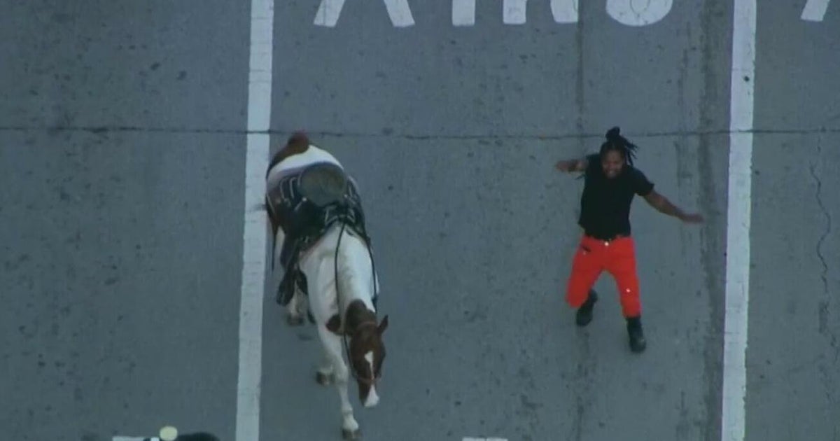 "Dreadhead Cowboy" spotted riding, flipping off horse in downtown Chicago