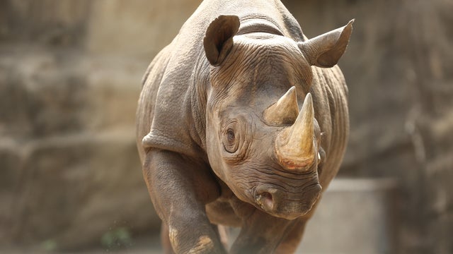 Baby Rhino in outside habitat 