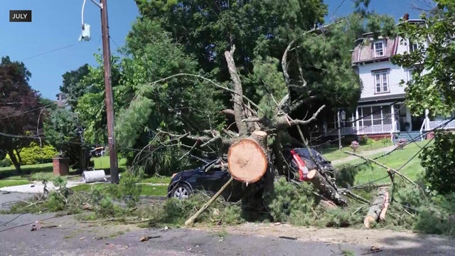 Tree down on parked car 
