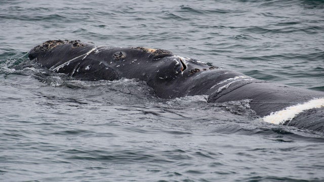entagled whale 