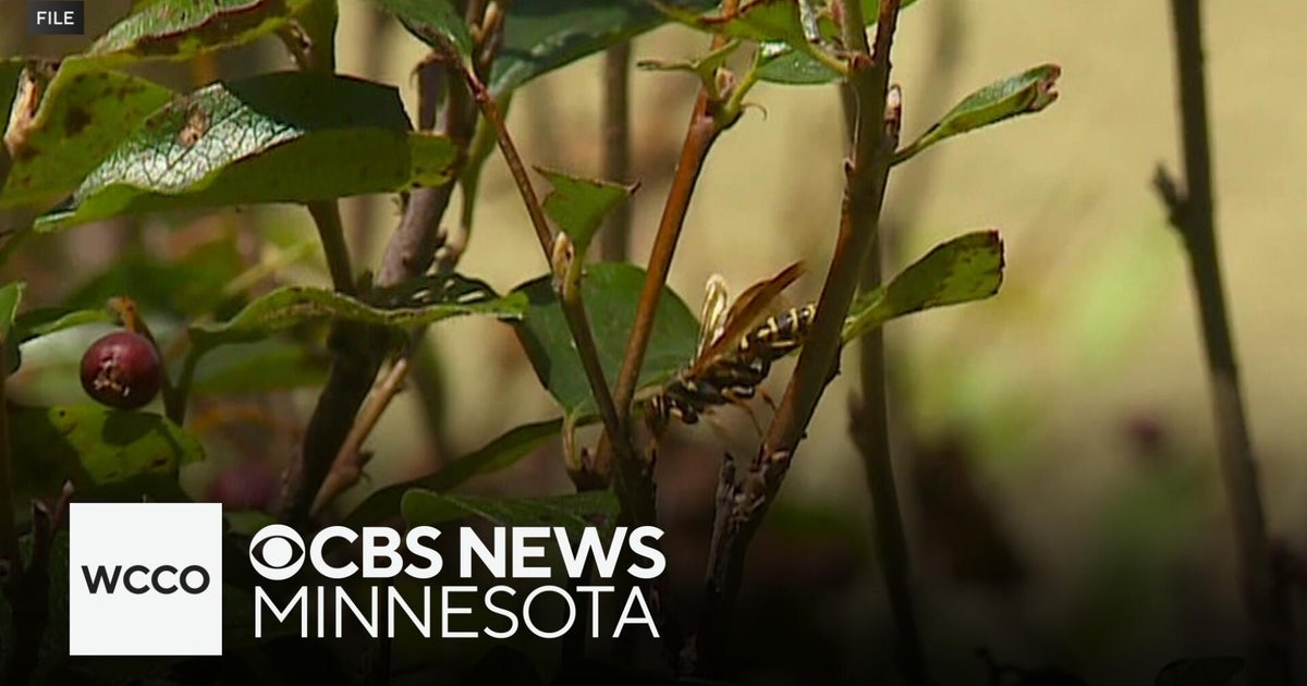 Wasps used to fight invasive insect - CBS Minnesota