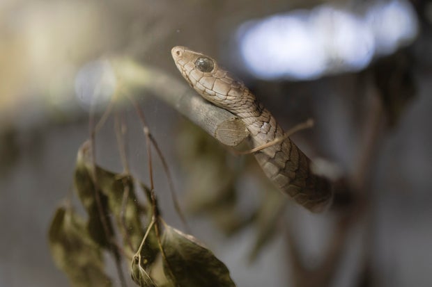 KENYA-HEALTH-ANIMAL-SCIENCE-SNAKES 