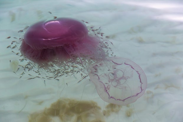 Rare species of jellyfish "Pink Meanie" 