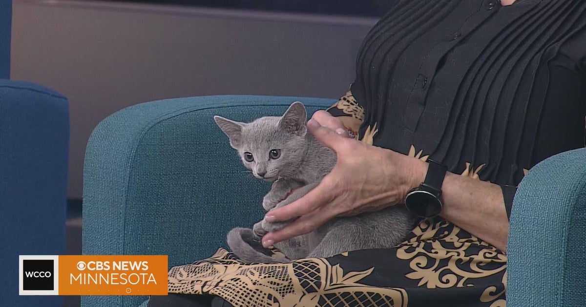 Fancy cats? There's a show you can't miss this weekend. - CBS Minnesota