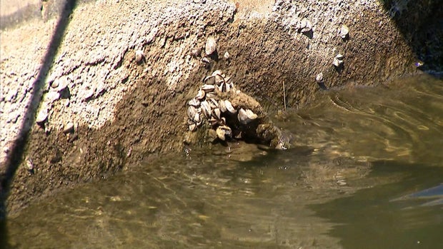 zebra-mussels-detected-in-colorado.jpg 