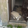 New law requires landlords to disclose flooding history of property to tenants 