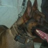 2 proposed bills would help injured and retired K9 dogs in Massachusetts 