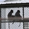 Animal rights groups question NIH's commitment to reduce primate research