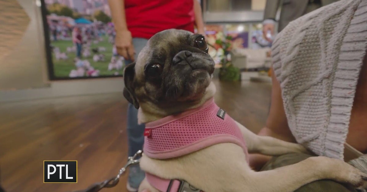 Pugfest returns to Pittsburgh! - CBS Pittsburgh